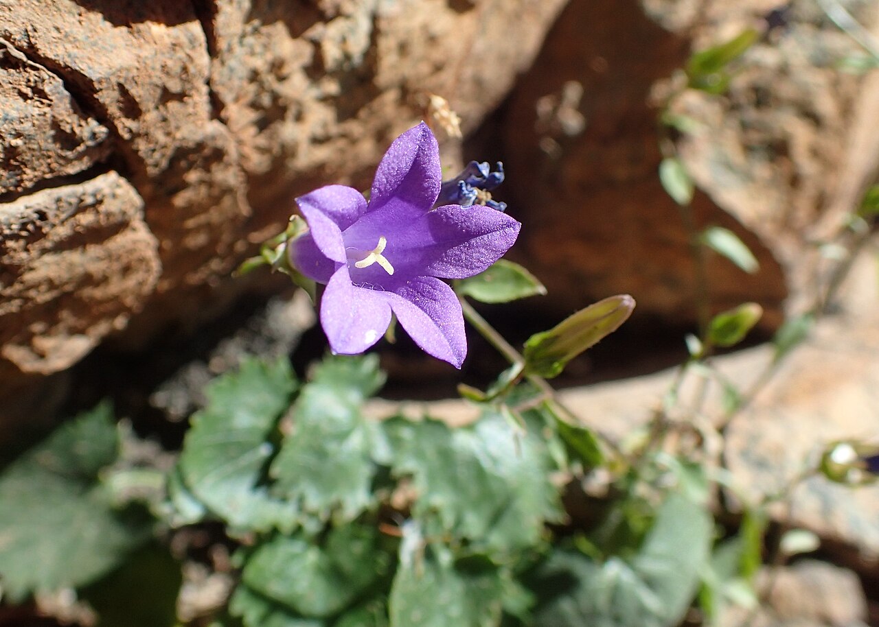Campanula bayerniana: Campanula bayerniana in Vayk, Armenia