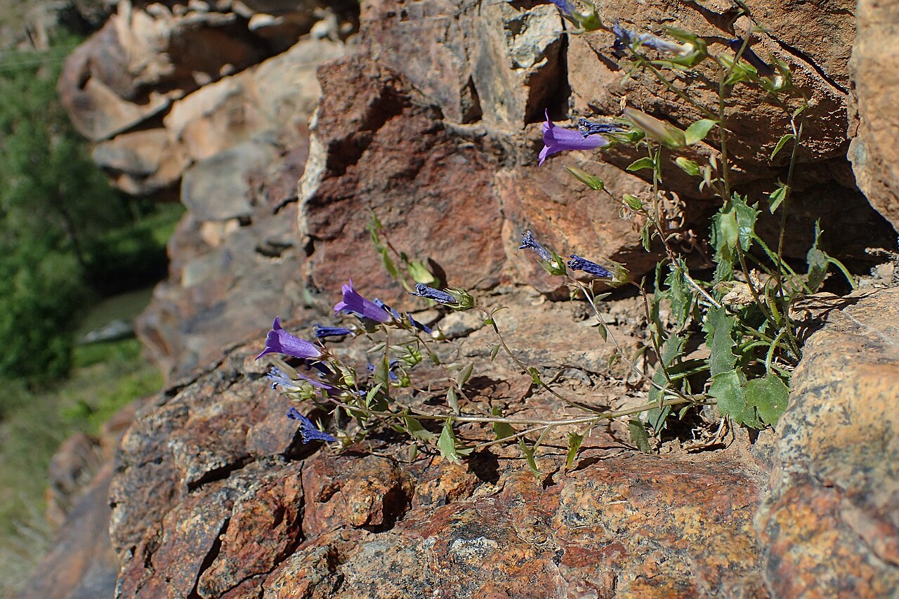 Campanula bayerniana: Campanula bayerniana in Vayk, Armenia