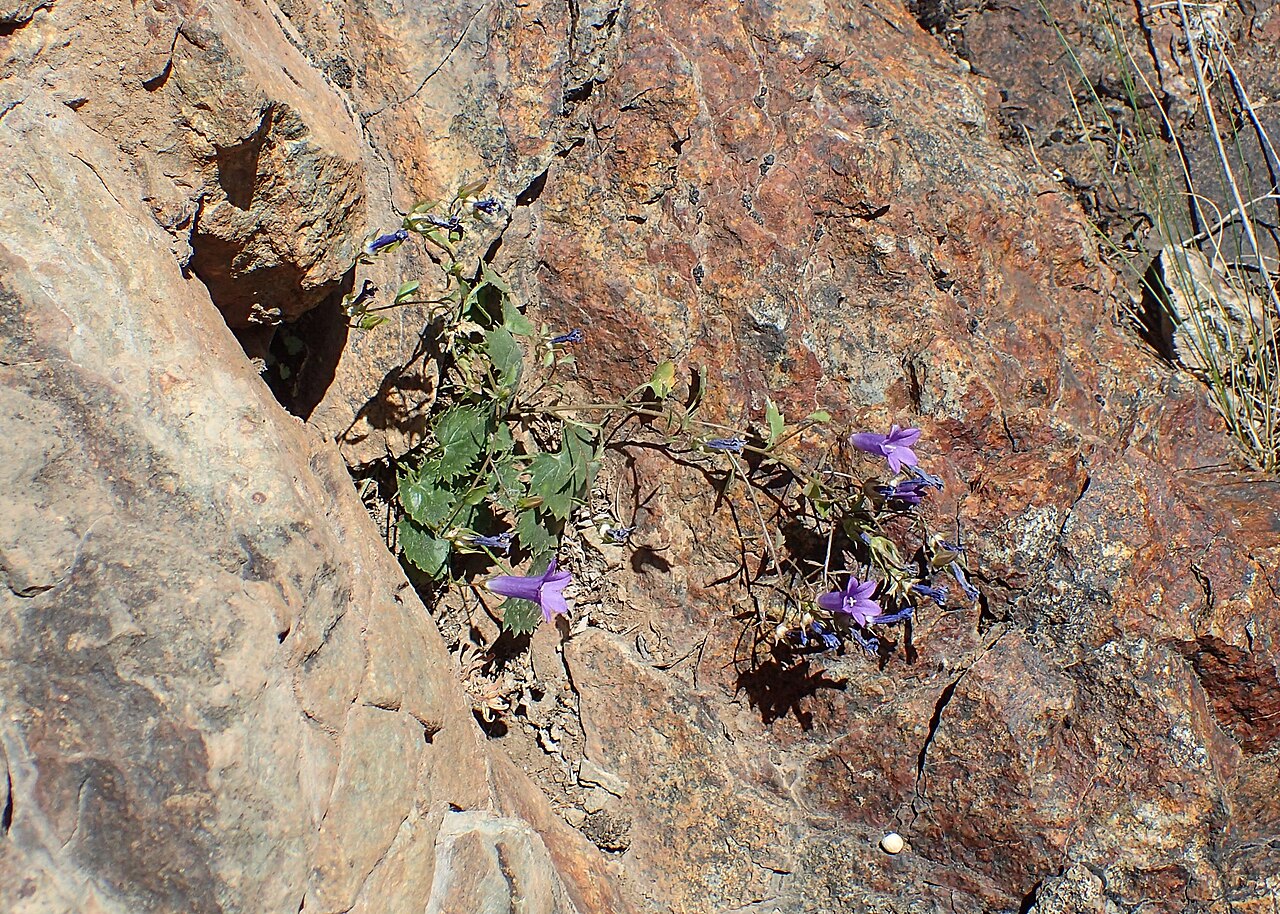 Campanula bayerniana: Campanula bayerniana in Vayk, Armenia