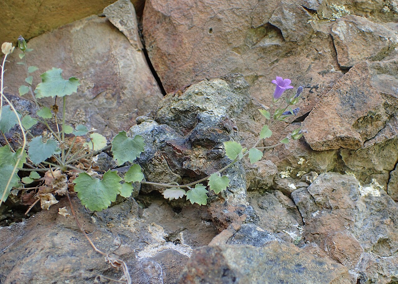 Campanula bayerniana: Campanula bayerniana in Vayk, Armenia