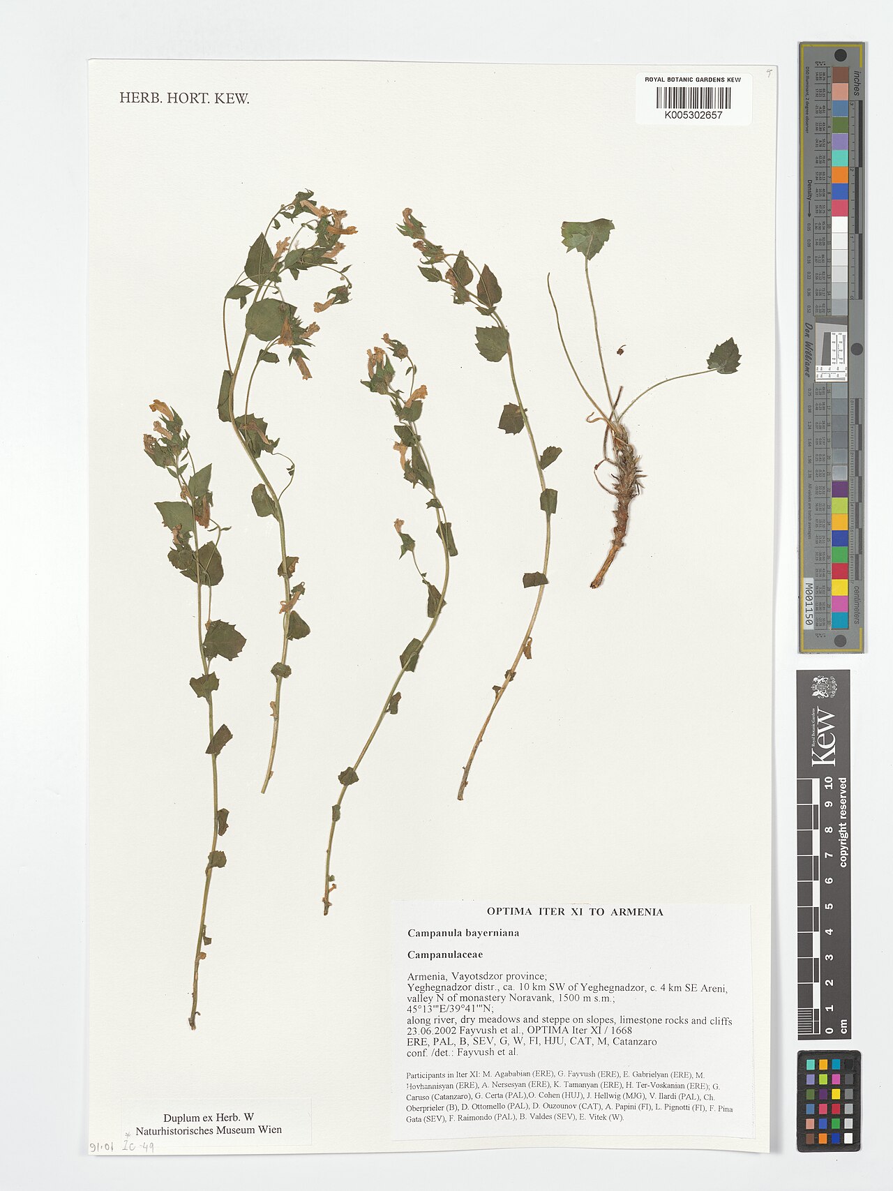 Campanula bayerniana: Campanula bayerniana — Herbarium specimen from Vayotsdzor province; Yeghegnadzor distr., ca. 10 km SW of Yeghegnadzor, c. 4 km SE Areni, valley N of monastery N