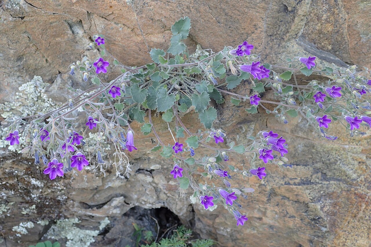 Campanula bayerniana: Campanula bayerniana in Vayk, Armenia