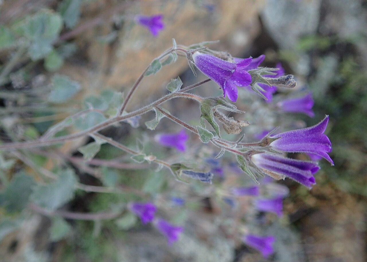 Campanula bayerniana: Campanula bayerniana in Vayk, Armenia