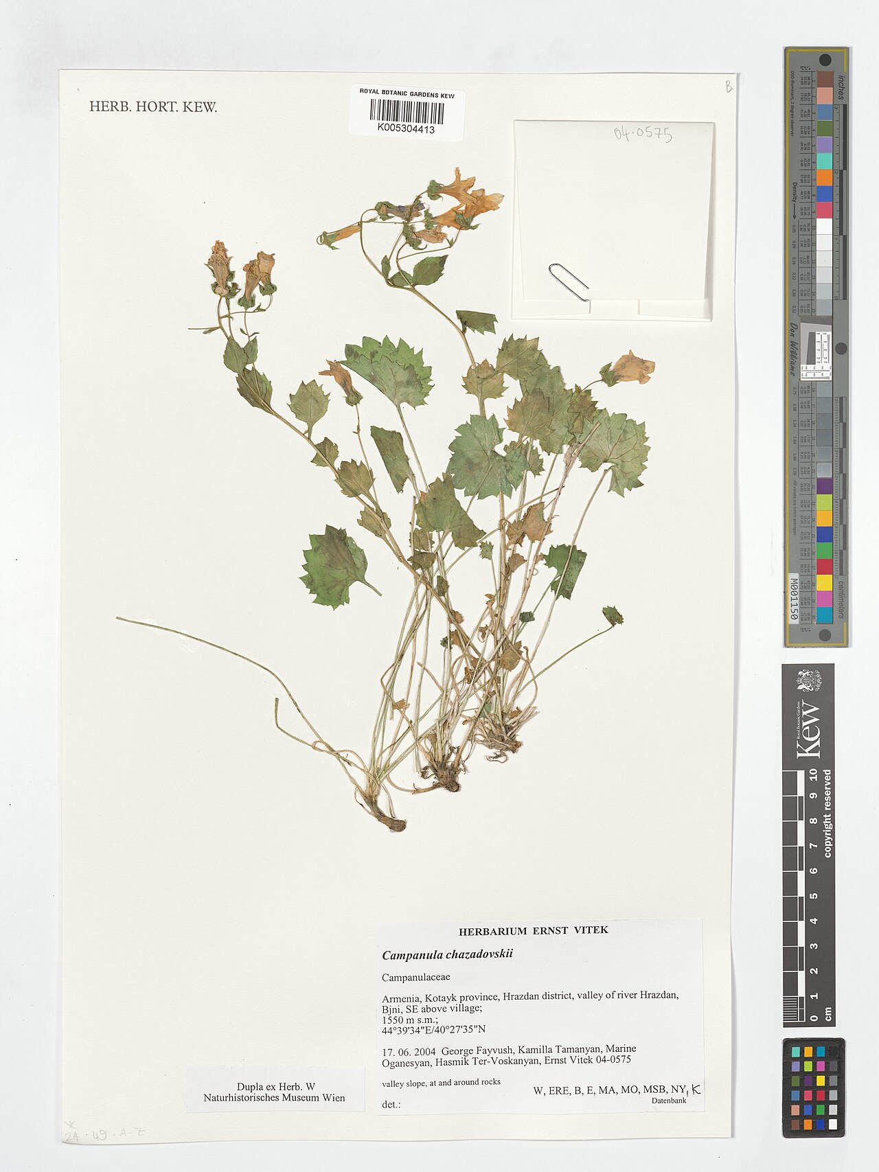 Campanula bayerniana: Campanula bayerniana — Herbarium specimen from Hrazdan district, valley of river Hrazdan, Bjni, SE above village, Armenia. Collected by Fayvush, G.; Tamanyan, K