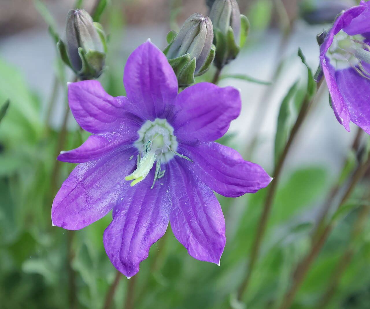 Campanula bellidifolia: Campanule à feuille de pâquerette ( Campanula bellidifolia ) au jardin botanique Roger-Van den Hende de l'Université Laval
