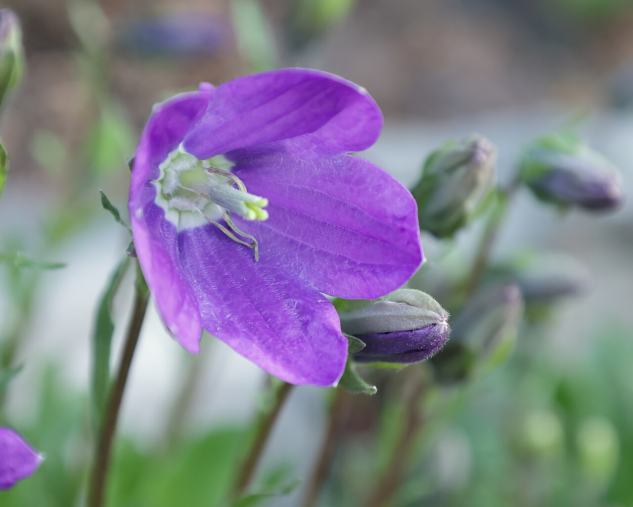 Campanula bellidifolia: Campanule à feuille de pâquerette ( Campanula bellidifolia ) au jardin botanique Roger-Van den Hende de l'Université Laval