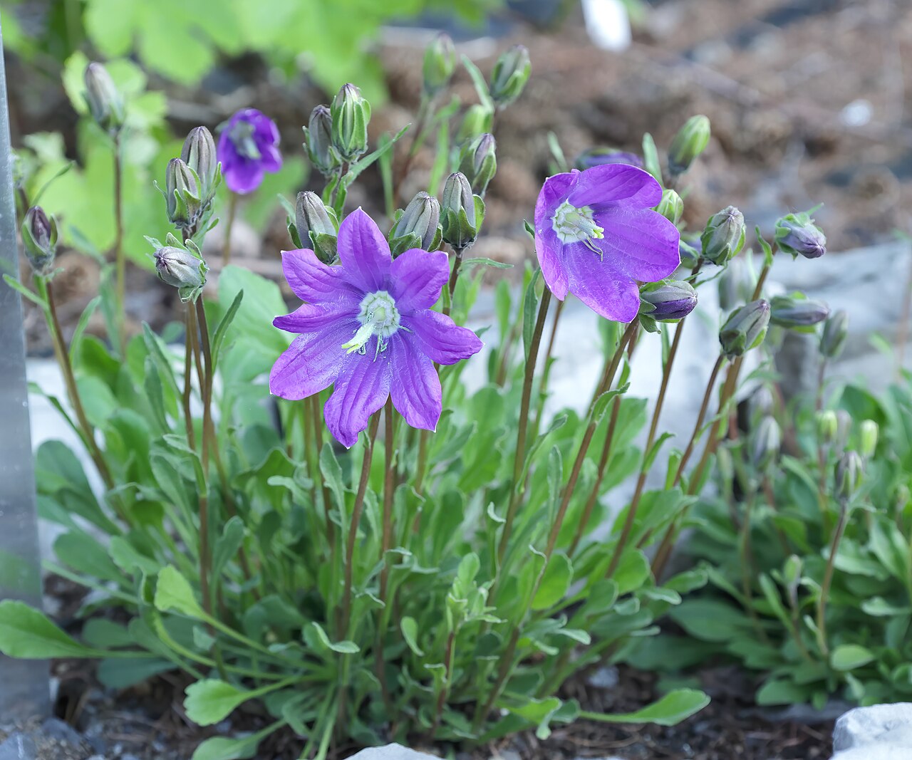 Campanula bellidifolia: Campanule à feuille de pâquerette ( Campanula bellidifolia ) au jardin botanique Roger-Van den Hende de l'Université Laval