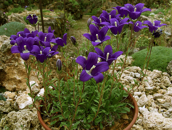 Campanula bellidifolia: Campanule ( Campanula bessenginica ) du centre du Caucase d'une quinzaine de centimètres, que l'on rencontre sur éboulis et rochers acide vers 2500 m.