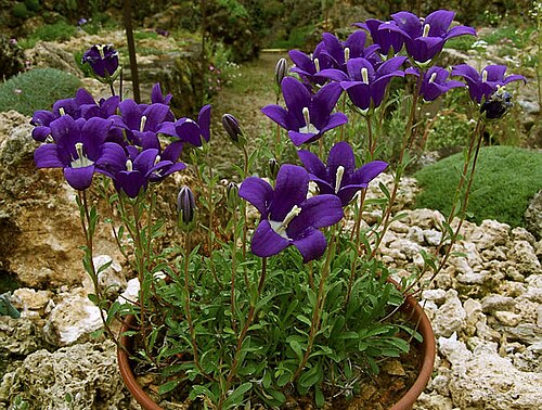 Campanula bellidifolia: Campanule ( Campanula bessenginica ) du centre du Caucase d'une quinzaine de centimètres, que l'on rencontre sur éboulis et rochers acide vers 2500 m.