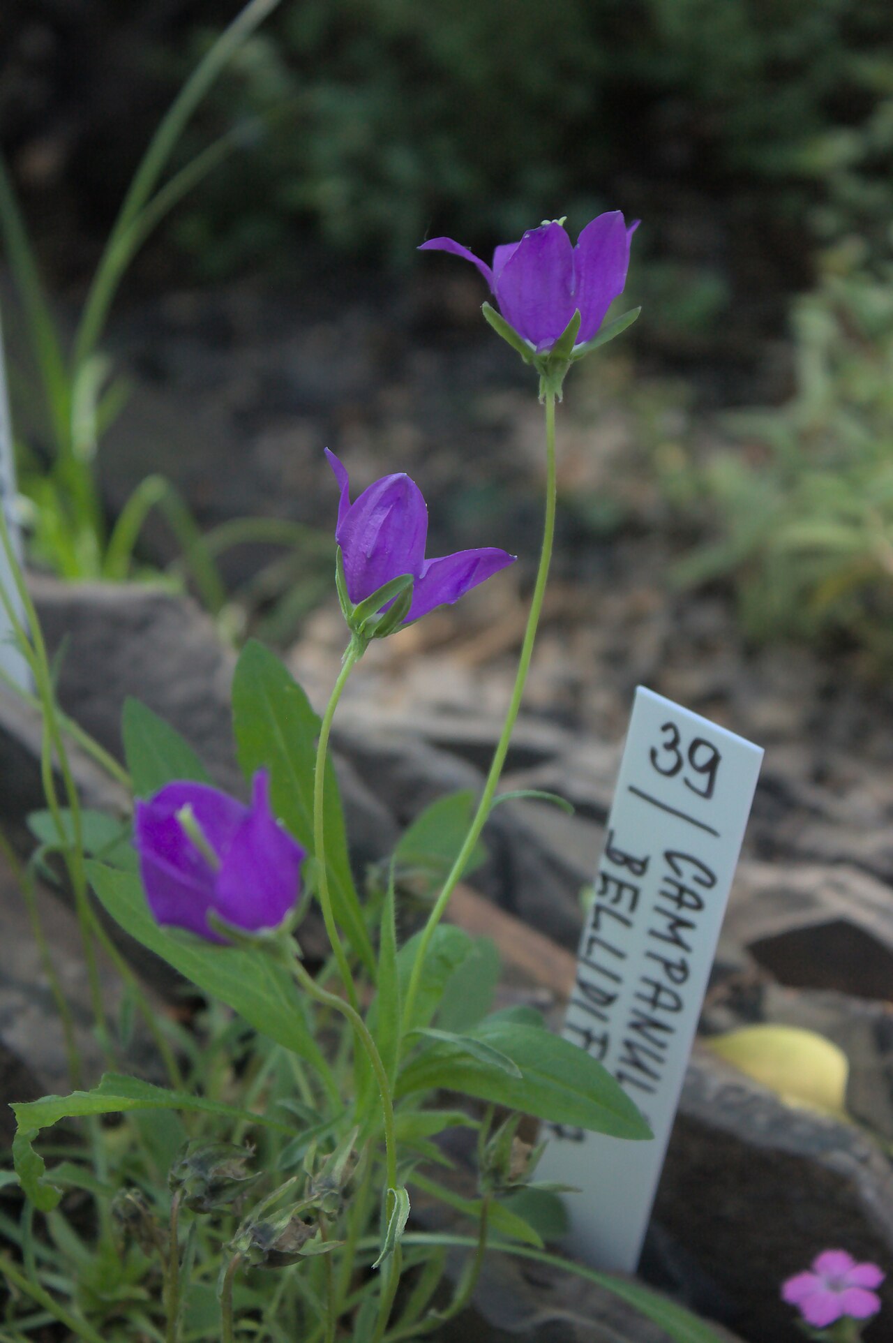 Campanula bellidifolia: A Campanula bellidifolia during a flower exhibition in Prague, CZ