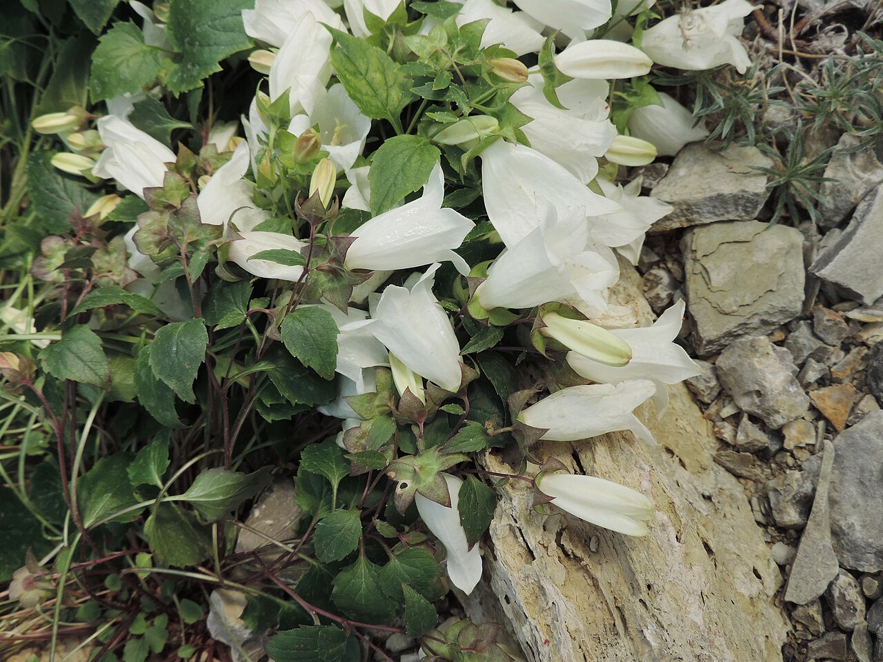 Campanula betulifolia: Campanula betulifolia in Neuer Botanischer Garten der Universität Göttingen