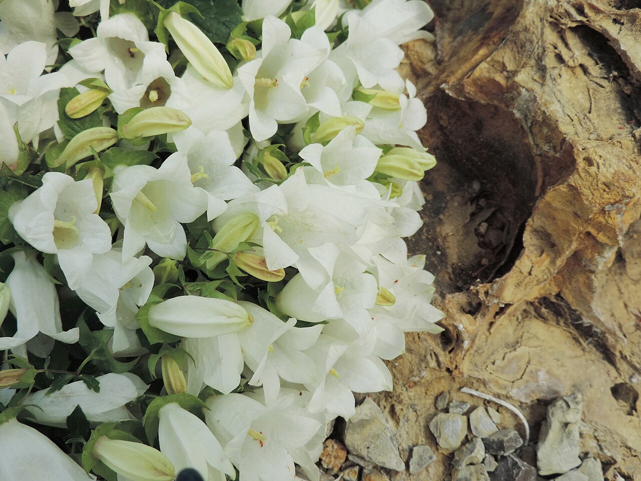 Campanula betulifolia: Campanula betulifolia in Neuer Botanischer Garten der Universität Göttingen