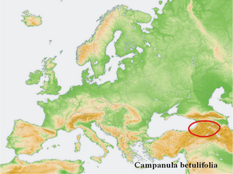 Campanula betulifolia: Distribution map of some species of genus Campanula in Europe and near east. Try - according to information about the natural distribution given in the wikipedi