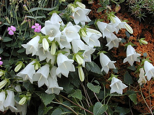 Campanula betulifolia: Campanule de 10 à 25 cm originaire de Turquie que l'on rencontre entre 250 et 2300 m. Elle pousse dans les crevasses calcaire ou volcanique.