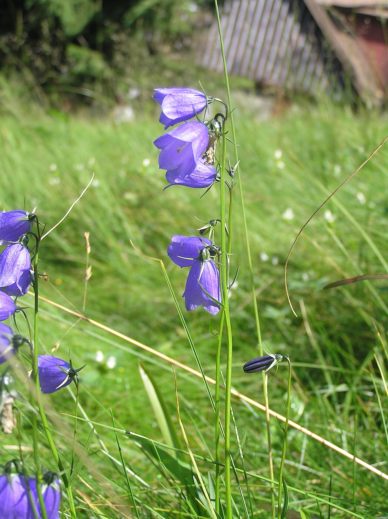Campanula bohemica: Campanula bohemica, Obří důl in Krkonoše Mountains, Czech Republic