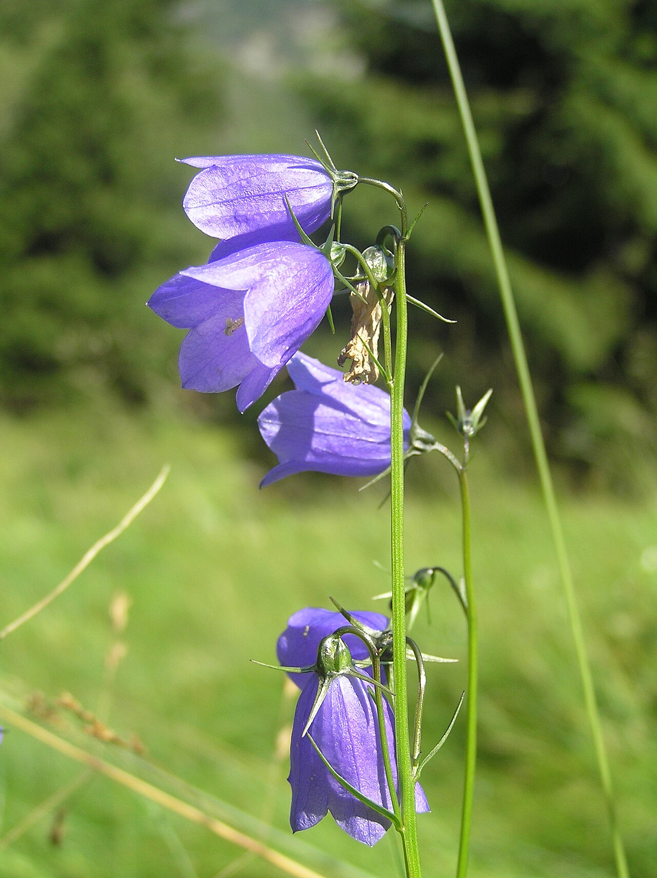 Campanula bohemica: Campanula bohemica, Obří důl in Krkonoše Mountains, Czech Republic