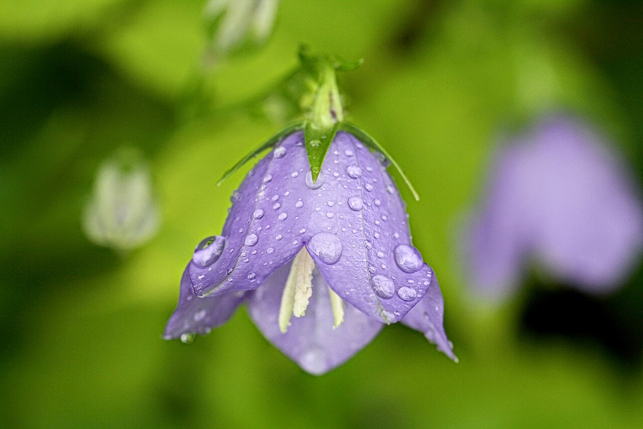 Campanula bohemica: Campanula bohemica after Rain