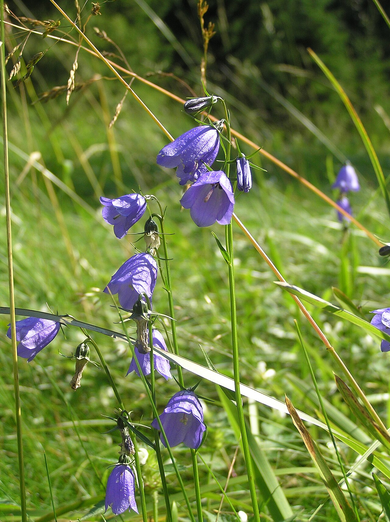 Campanula bohemica: Campanula bohemica, Obří důl in Krkonoše Mountains, Czech Republic