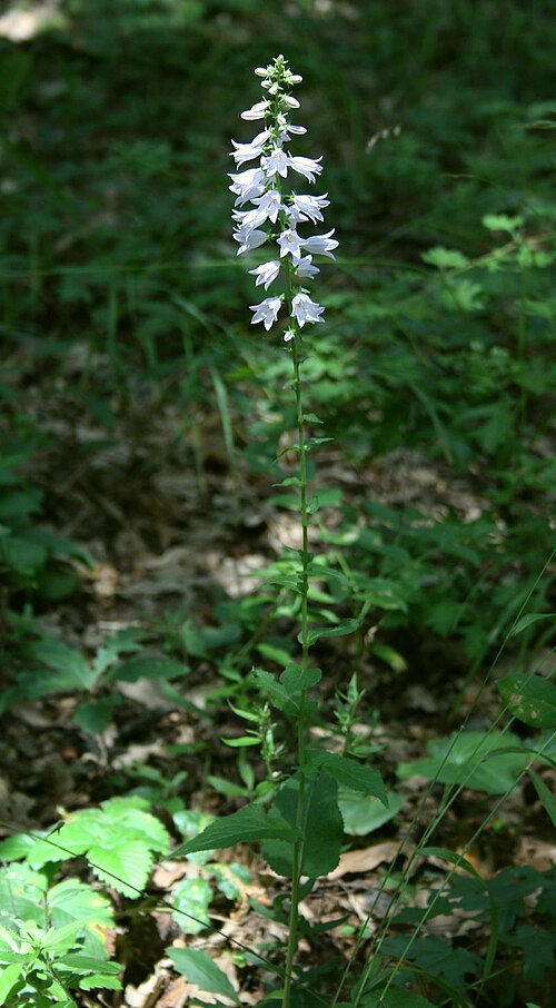 European bellflower: Filz-Glockenblume ( Campanula bononiensis ), Glockenblumengewächse (Campanulaceae) - Österreich/Austria/Autriche: Niederösterreich, Wiener Becken, Goldwald W Eb
