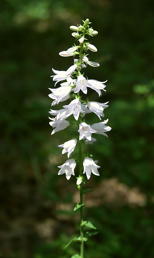 European bellflower: Filz-Glockenblume ( Campanula bononiensis ), Glockenblumengewächse (Campanulaceae) - Österreich/Austria/Autriche: Niederösterreich, Wiener Becken, Goldwald W Eb