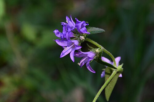 European bellflower: Campanula bononiensis