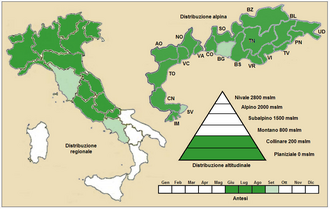 European bellflower: Campanula bononiensis - Distribuzione