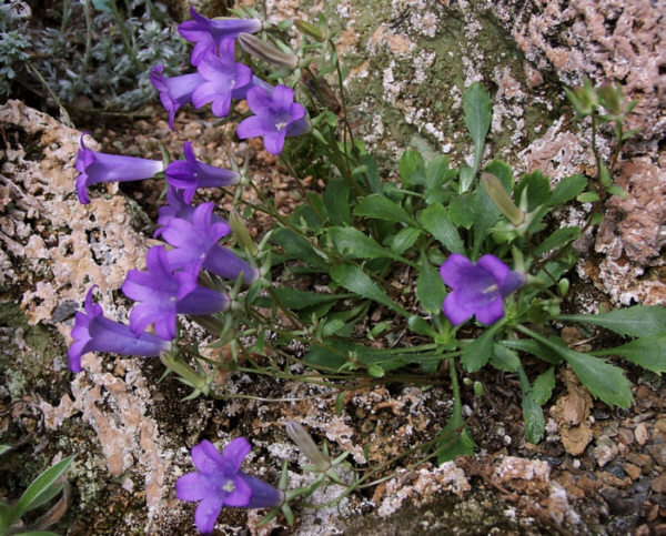 Campanula bornmuelleri: Campanula bornmuelleri – Plante d'une dizaine de centimètres que l'on trouve au sud-est de la Turquie dans des fissures rocheuses entre 2300 et 3500 m