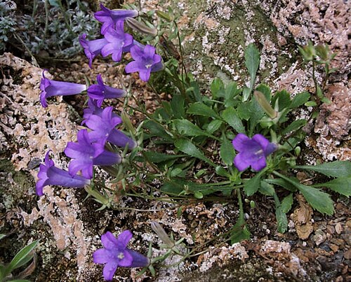 Campanula bornmuelleri: Campanula bornmuelleri – Plante d'une dizaine de centimètres que l'on trouve au sud-est de la Turquie dans des fissures rocheuses entre 2300 et 3500 m