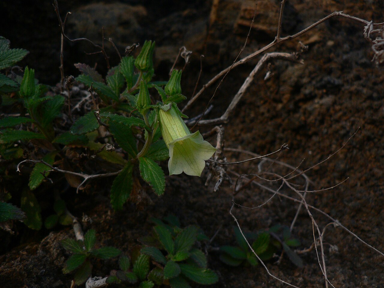 Campanula bravensis: Cape Verde White Bellflower
