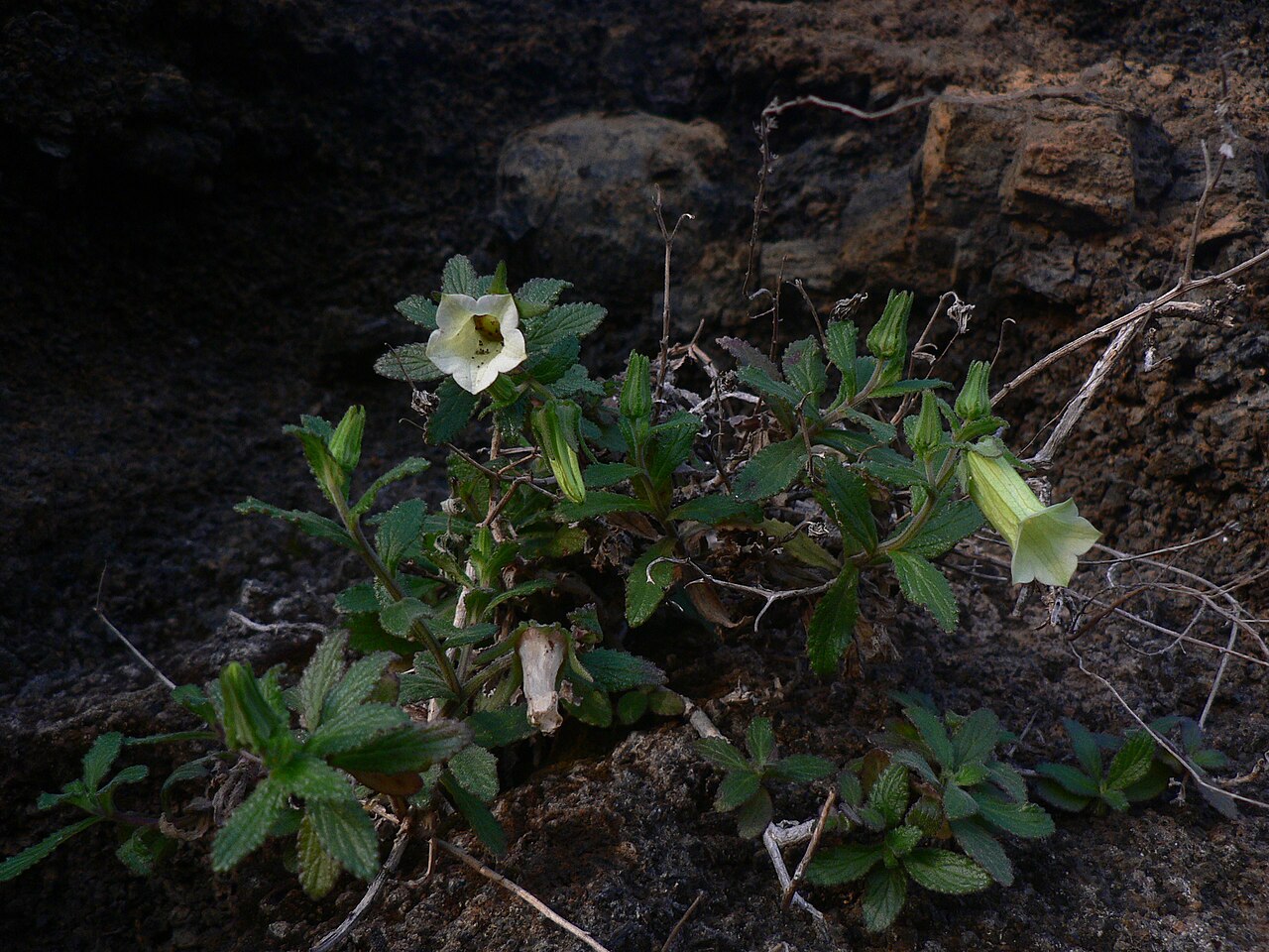 Campanula bravensis: Photo of Cape Verde White Bellflower uploaded from iNaturalist .