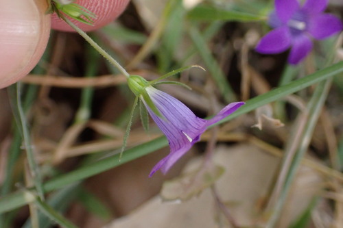 Campanula broussonetiana (Campanula broussonetiana)