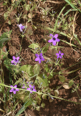 Campanula broussonetiana (Campanula broussonetiana)