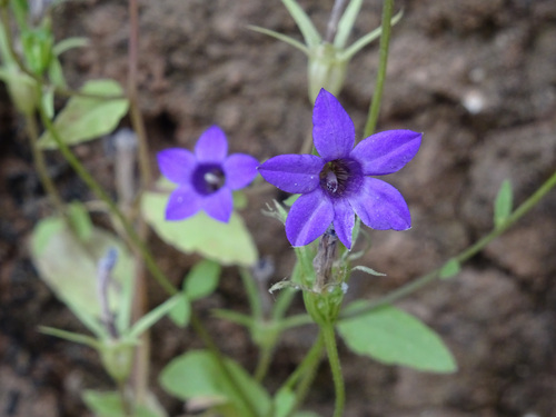 Campanula broussonetiana (Campanula broussonetiana)