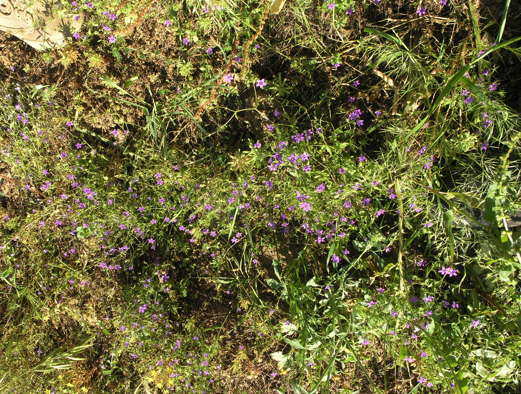 Campanula broussonetiana (Campanula broussonetiana)