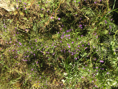 Campanula broussonetiana (Campanula broussonetiana)