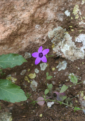Campanula broussonetiana (Campanula broussonetiana)