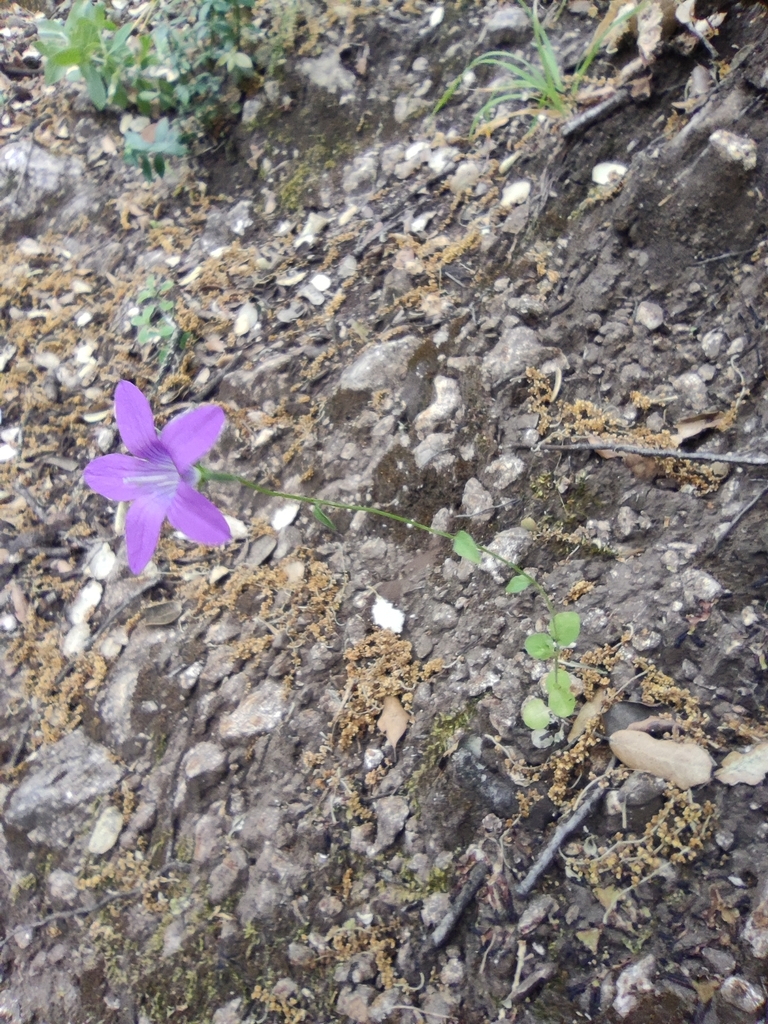 Campanula cabezudoi (Campanula cabezudoi)