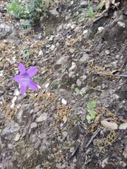 Campanula cabezudoi (Campanula cabezudoi)