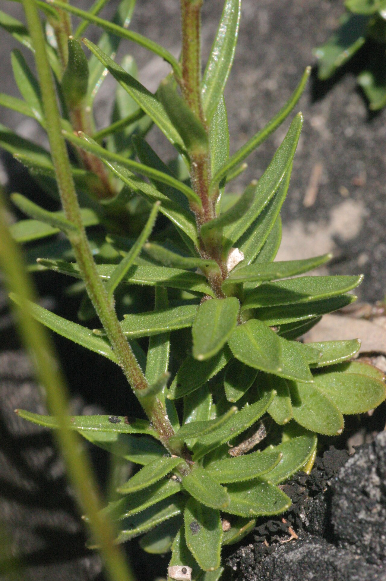 Campanula caespitosa: Campanula cespitosa