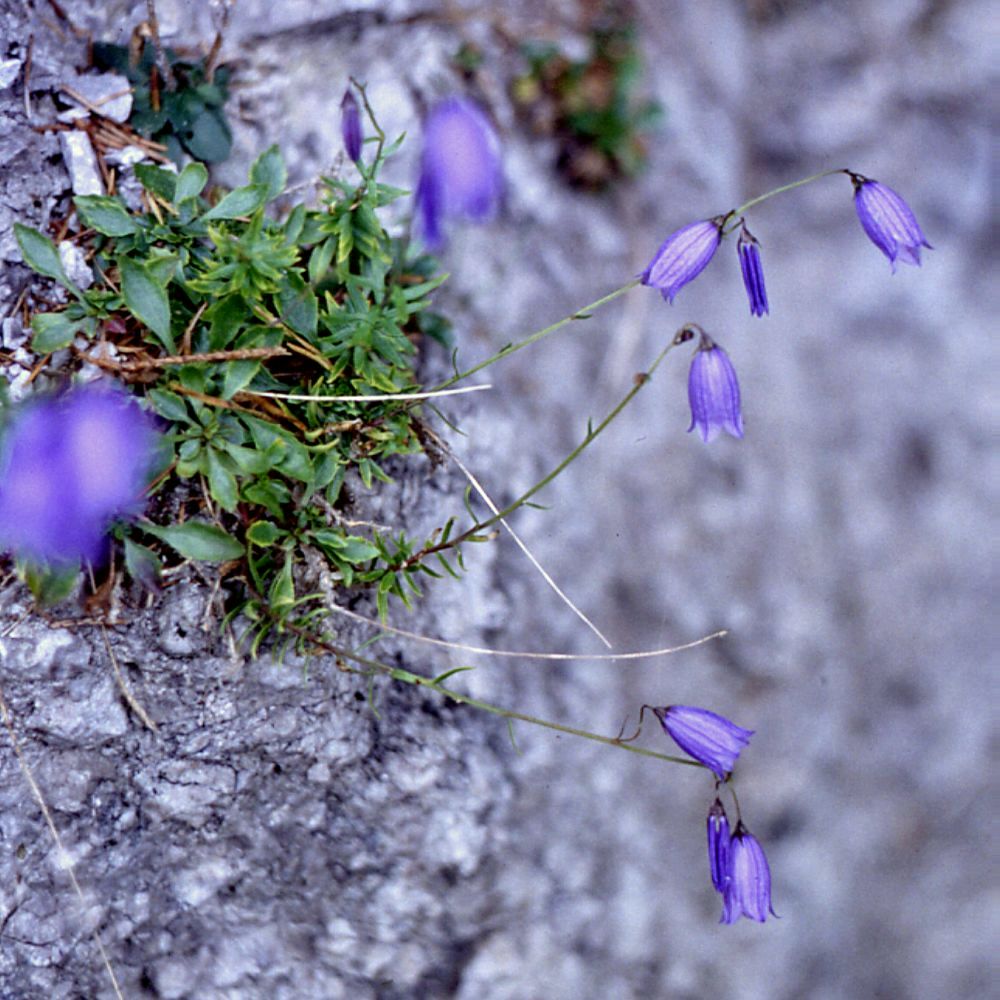 Campanula caespitosa: Rasen-Glockenblume ( Campanula cespitosa Scop.), Glockenblumengewächse (Campanulaceae) - Österreich/Austria/Autriche: Niederösterreich, Südfuß der Reisalpe, bei
