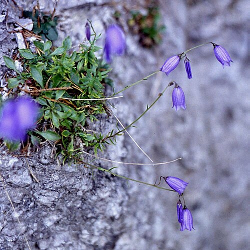 Campanula caespitosa: Rasen-Glockenblume ( Campanula cespitosa Scop.), Glockenblumengewächse (Campanulaceae) - Österreich/Austria/Autriche: Niederösterreich, Südfuß der Reisalpe, bei