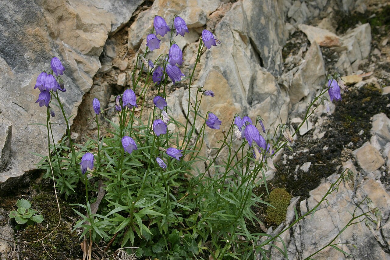 Campanula caespitosa: Campanula cespitosa