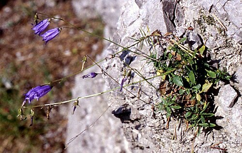 Campanula caespitosa: Rasen-Glockenblume ( Campanula cespitosa Scop.), Glockenblumengewächse (Campanulaceae) - Österreich/Austria/Autriche: Niederösterreich, Südfuß der Reisalpe, bei