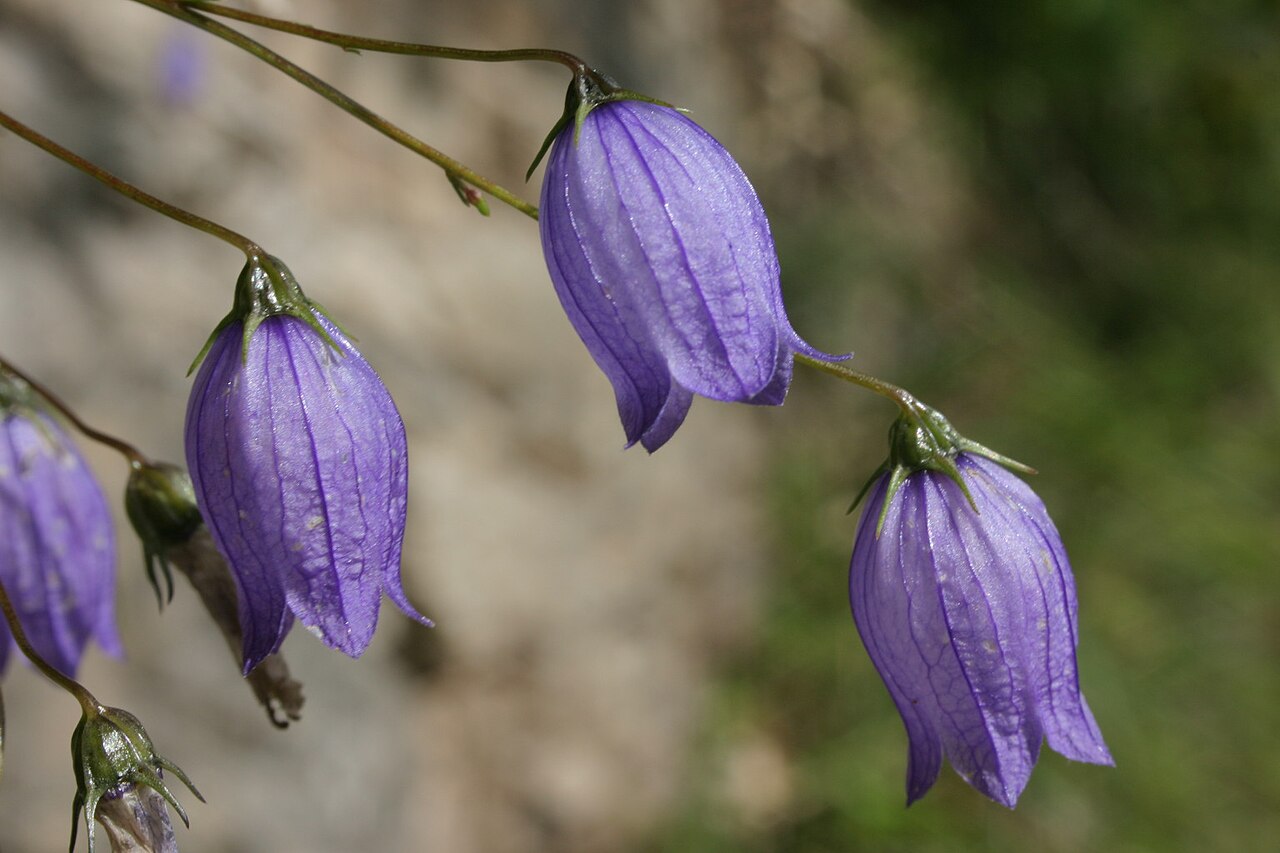Campanula caespitosa: Campanula cespitosa