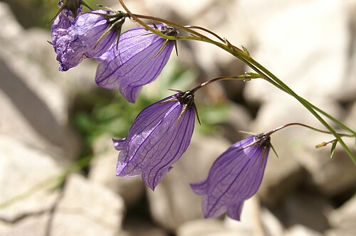 Campanula caespitosa: Rušnata zvončica v Krnici (Kr. gora).