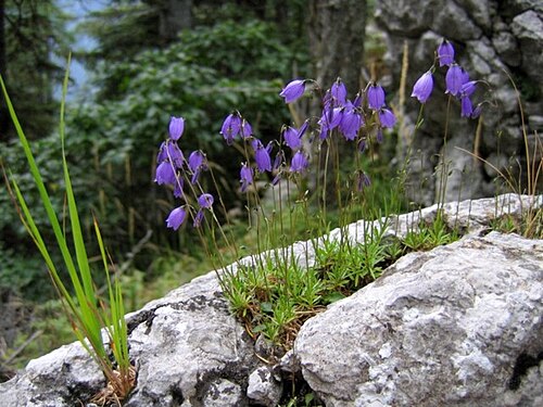 Campanula caespitosa: Rušnata zvončica na pobočju Velikega vrha (Jezersko).