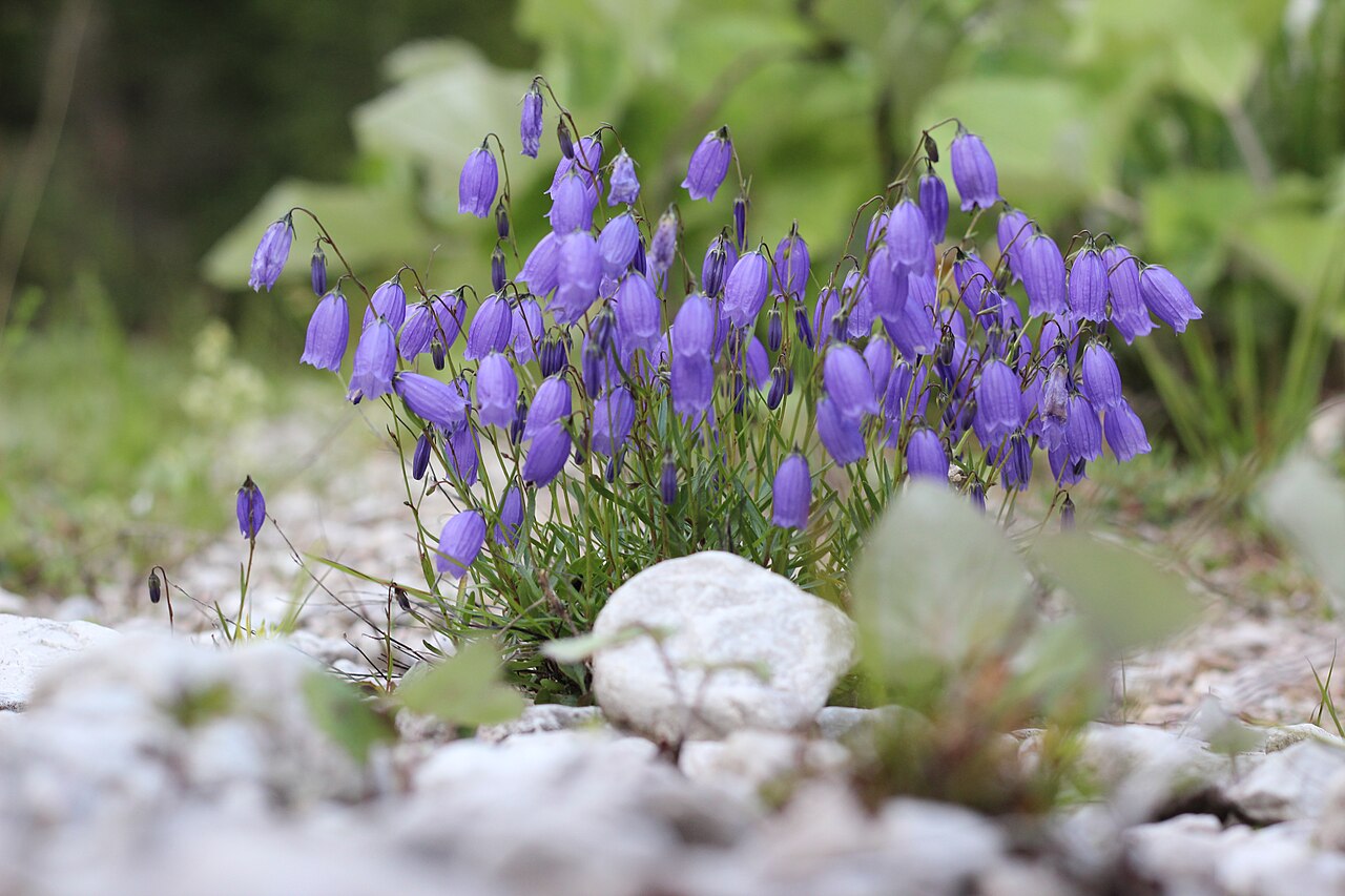 Campanula caespitosa: Rasen-Glockenblume