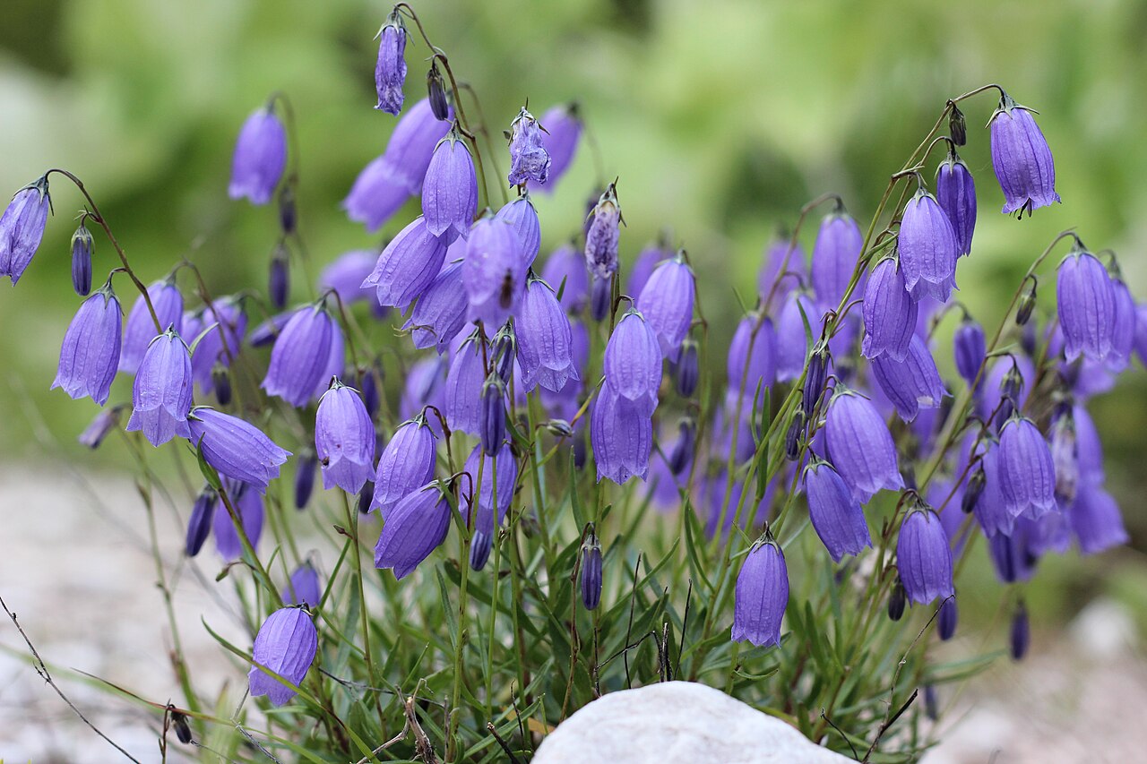 Campanula caespitosa: Rasen-Glockenblume