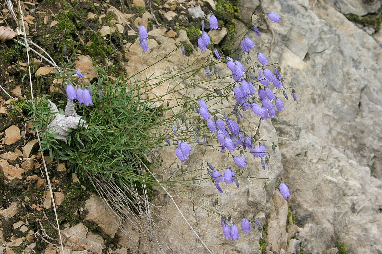 Campanula caespitosa: Campanula cespitosa
