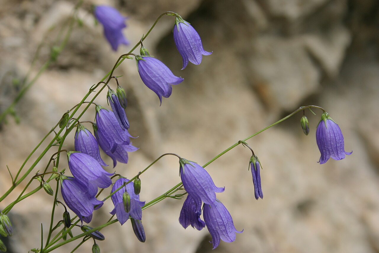 Campanula caespitosa: Campanula cespitosa